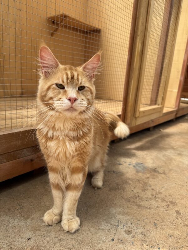 Simba