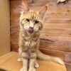 Simba